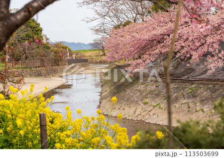 淀の河津桜 京都 113503699