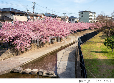 淀の河津桜 京都 113503701