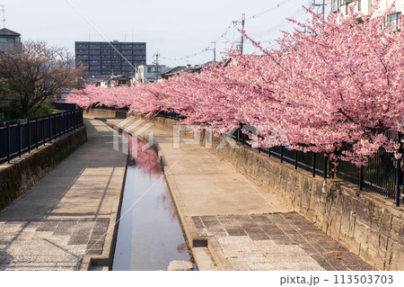 淀の河津桜 京都 113503703