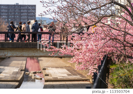 淀の河津桜 京都 113503704