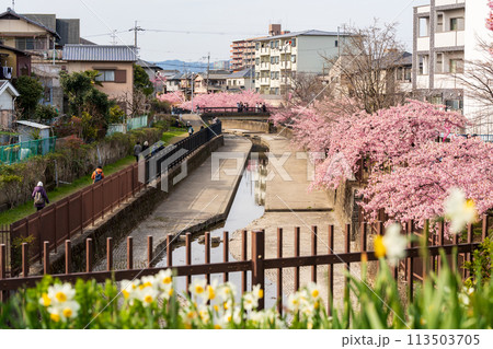 淀の河津桜 京都 113503705