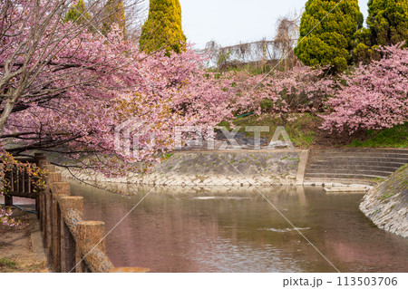 淀の河津桜 京都 113503706