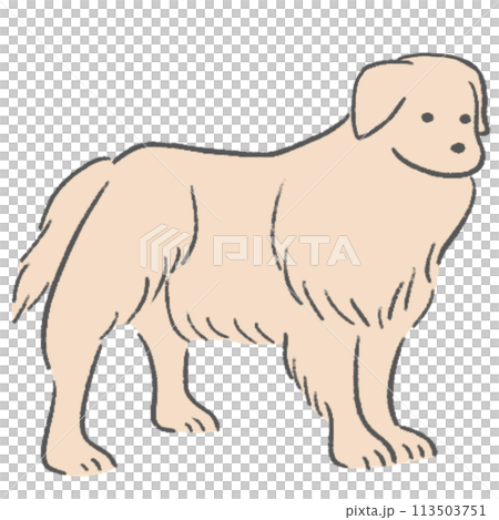 Golden retriever 113503751
