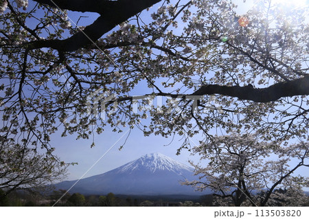 桜の木の隙間から見える富士山 113503820