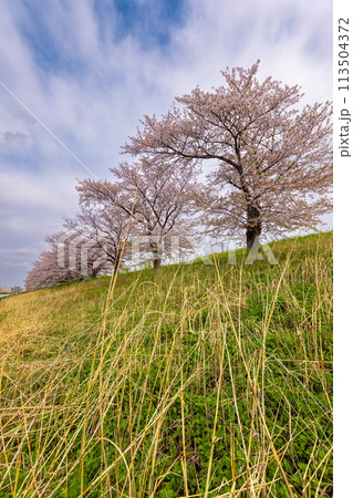 戸田桜づつみ 戸田桜づつみ 113504372