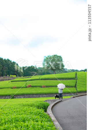 静岡県富士市大淵笹場の茶畑の風景 静岡県富士市大淵笹場の茶畑の風景 113504557