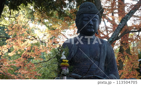 日本の紅葉 113504705