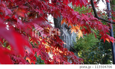 日本の紅葉 日本の紅葉 113504706