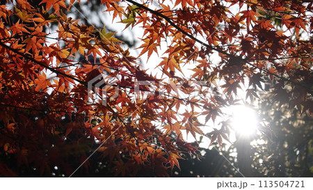 日本の紅葉 日本の紅葉 113504721