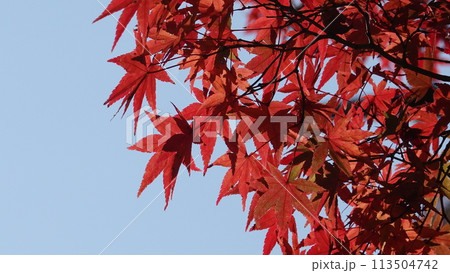日本の紅葉 113504742