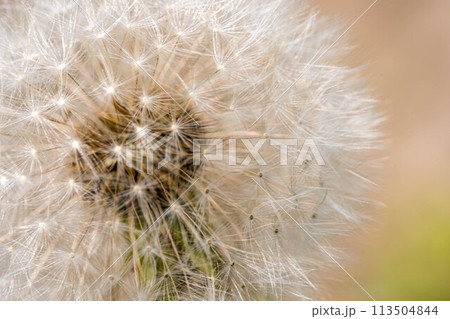 5月のたんぽぽ~いい日旅立ち~ 5月のたんぽぽ~いい日旅立ち~ 113504844