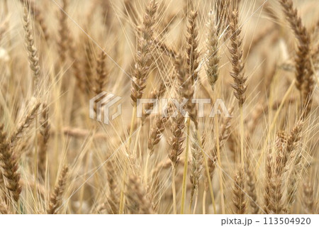 収穫の近づく麦の穂 収穫の近づく麦の穂 113504920