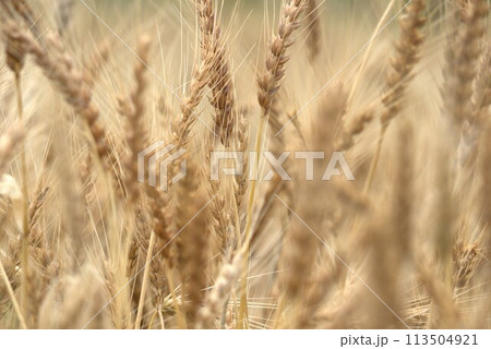 収穫の近づく麦の穂 収穫の近づく麦の穂 113504921