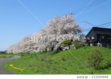 春の埼玉県の元荒川河川敷公園の土手に咲くソメイヨシノの桜の花 113504948