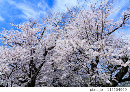 2024春京都背割り提満開の桜 青空を背景に咲き誇る桜の木① 2024春京都背割り提満開の桜 青空を背景に咲き誇る桜の木① 113504960