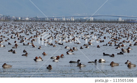 鳥の大群 113505166