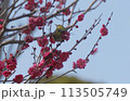 メジロ、梅に狙い定め 113505749