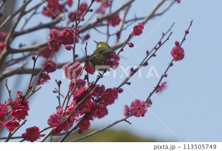 メジロ、梅に狙い定め 113505749