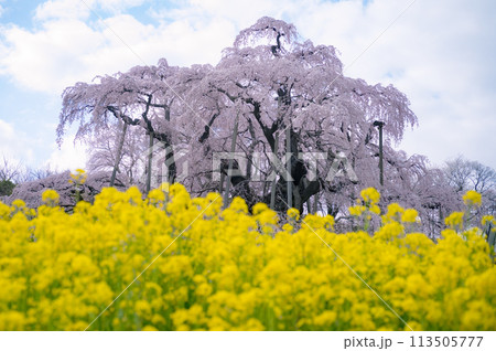 日本三大桜の三春滝桜（千年桜） 113505777