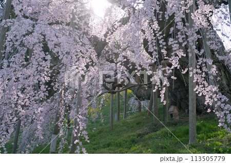 日本三大桜の三春滝桜（千年桜） 113505779