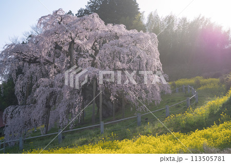 日本三大桜の三春滝桜（千年桜） 113505781