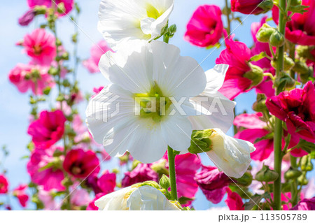 紅白花合戦～タチアオイの花～ 113505789