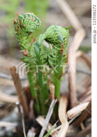 春の山菜、コゴミ 春の山菜、コゴミ 113506272