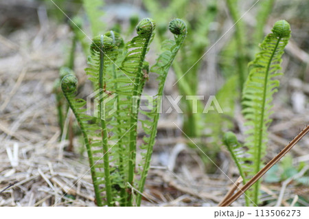 春の山菜、コゴミ 春の山菜、コゴミ 113506273