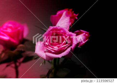 薔薇 薔薇 113506527