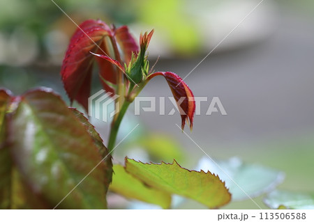 薔薇の蕾 113506588