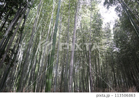 京都・嵯峨の名所 竹林の小径 京都・嵯峨の名所 竹林の小径 113506863