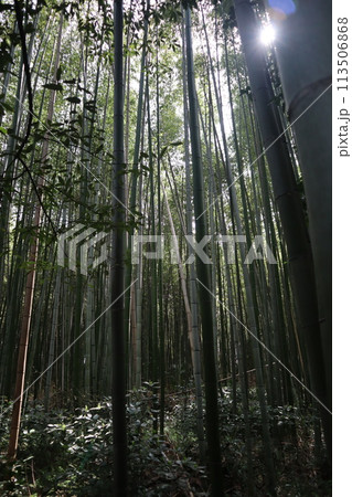 京都・嵯峨の名所 竹林の小径 京都・嵯峨の名所 竹林の小径 113506868
