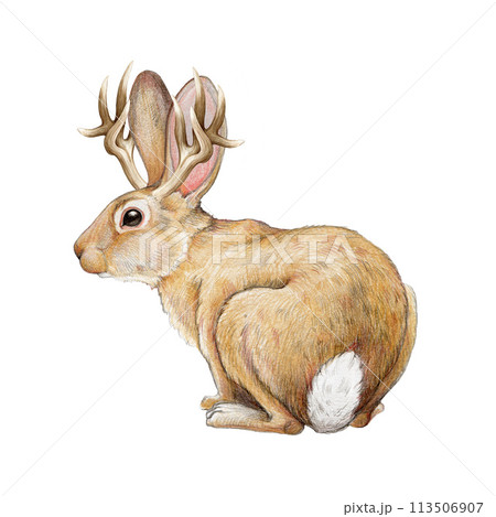 Jackalope myth rabbit creature watercolor illustration. Hand drawn wild mythological animal. Rabbit with horns vintage style illustration. Jackalope image on white background 113506907