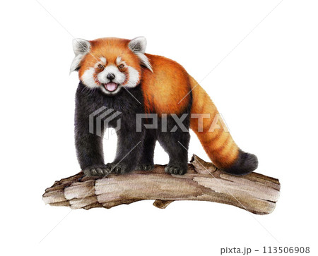 Red panda on the tree branch. Watercolor illustration. Hand drawn Ailurus fulgens. Cute lesser panda wildlife nature animal on white background. Funny Chinese native endemic mammal Red panda on the tree branch. Watercolor illustration. Hand drawn Ailurus fulgens. Cute lesser panda wildlife nature animal on white background. Funny Chinese native endemic mammal 113506908