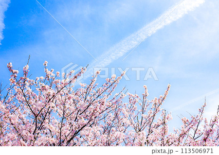 青空と桜と飛行機雲 113506971