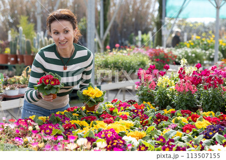 Woman customer-onlooker curiously examines showcase exhibition with plants primrose. Woman customer-onlooker curiously examines showcase exhibition with plants primrose. 113507155