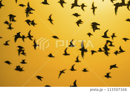 ハマシギの群飛 ハマシギの群飛 113507168