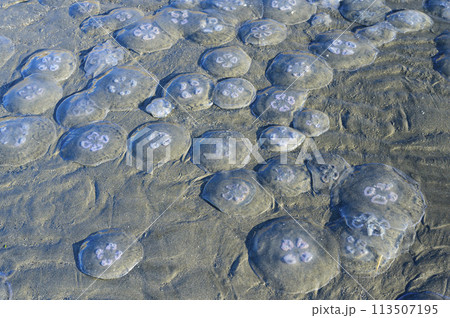 干潟に打ち上げられたミズクラゲの群れ 干潟に打ち上げられたミズクラゲの群れ 113507195