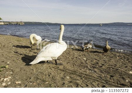 Beautiful white swan on the lake Bracciano, Italy 113507272
