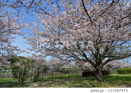 引地川親水公園の桜 引地川親水公園の桜 113507473