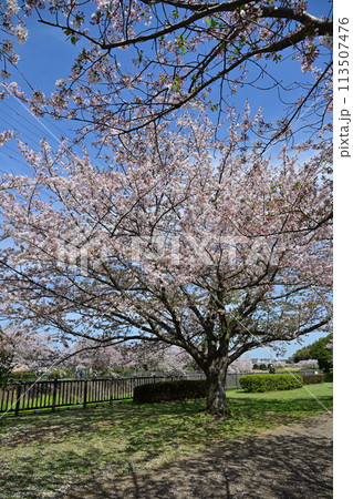 引地川親水公園の桜 引地川親水公園の桜 113507476
