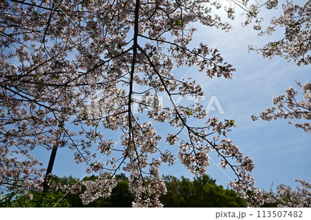 引地川親水公園の桜 引地川親水公園の桜 113507482