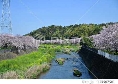 引地川親水公園の桜 113507501