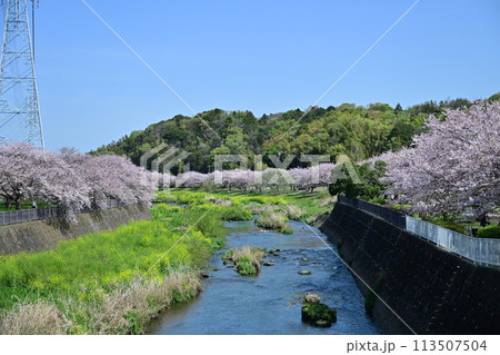 引地川親水公園の桜 113507504