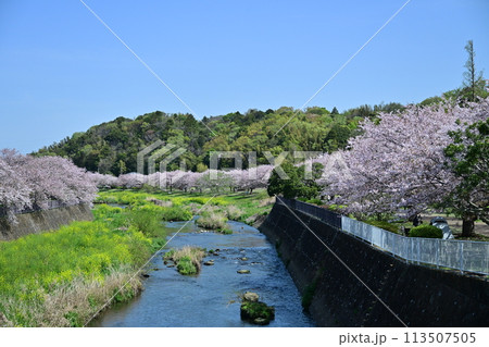 引地川親水公園の桜 113507505