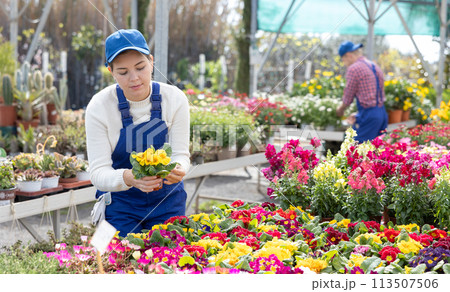 Saleswoman changes arrangement of pots with primrose and improves appearance of window. 113507506