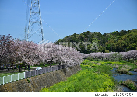 引地川親水公園の桜 113507507