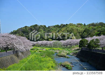 引地川親水公園の桜 113507509