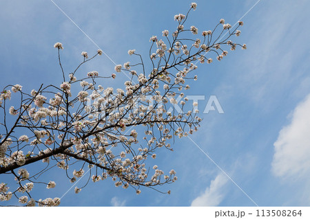 青空と桜 青空と桜 113508264