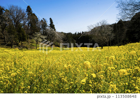 菜の花畑 113508648